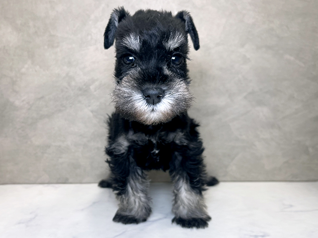 埼玉県のミニチュアシュナウザー (ペッツファーストPETEMOレイクタウンmori店/2025年11月4日生まれ/女の子/ブラックシルバー)の子犬の1枚目の画像