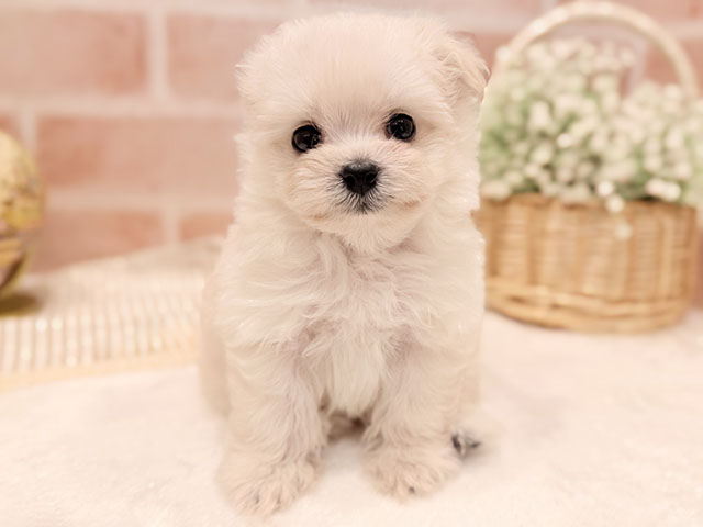 東京都のポメプー(ポメラニアン×プードル) (ペッツファースト広尾店/2025年11月5日生まれ/男の子/クリーム)の子犬