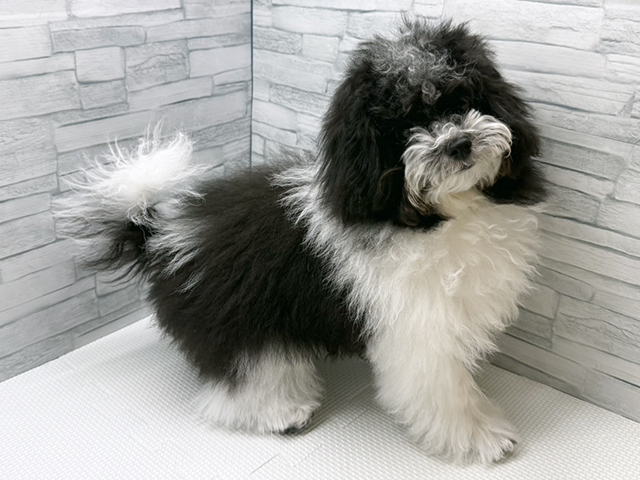 神奈川県のトイプードル(トイ) (ペッツファースト横浜瀬谷店/2025年8月20日生まれ/男の子/パーティーカラー)の子犬の1枚目の画像