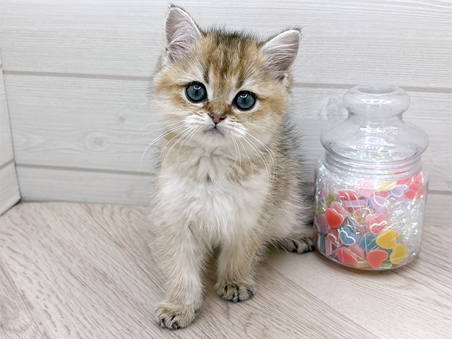 東京都のブリティッシュショートヘアー (ペッツファースト渋谷店/2025年11月5日生まれ/女の子/ブラックゴールデンシェーデット)の子猫