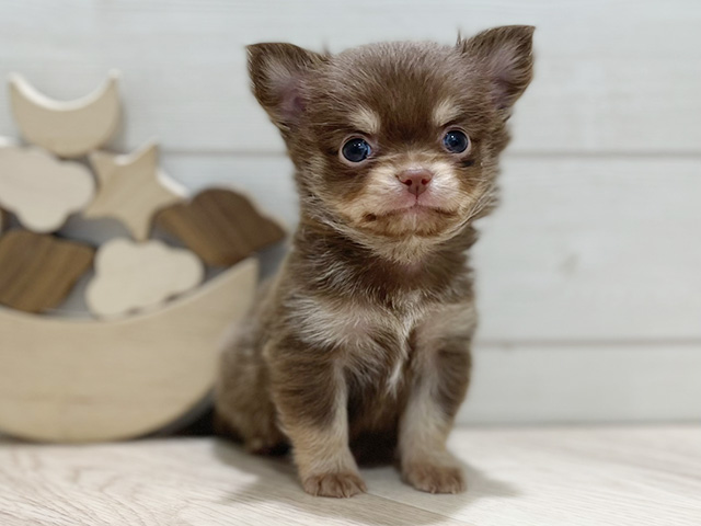 東京都のチワワ(ロング) (ペッツファースト吉祥寺本店/2025年11月6日生まれ/男の子/チョコレートタン)の子犬の1枚目の画像