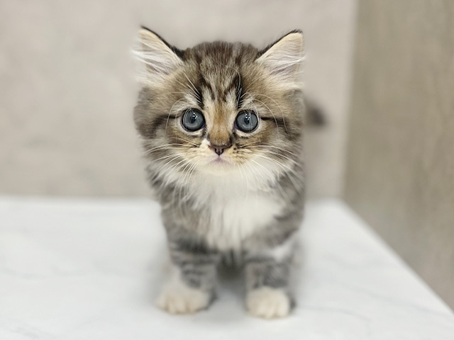 東京都のラガマフィン (ペッツファースト池袋店/2025年11月6日生まれ/男の子/ブラウンタビーホワイト)の子猫の1枚目の画像