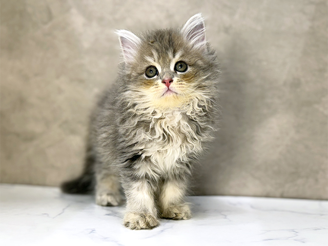 東京都のサイベリアン (ペッツファーストららぽーと立川立飛店/2025年11月6日生まれ/女の子/ブルーパッチドタビー)の子猫の1枚目の画像