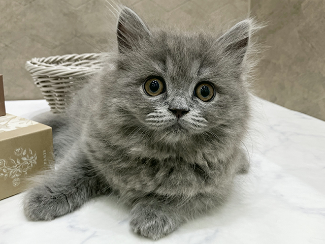 東京都のラガマフィン (ペッツファースト晴海店/2025年10月30日生まれ/女の子/ブルー)の子猫