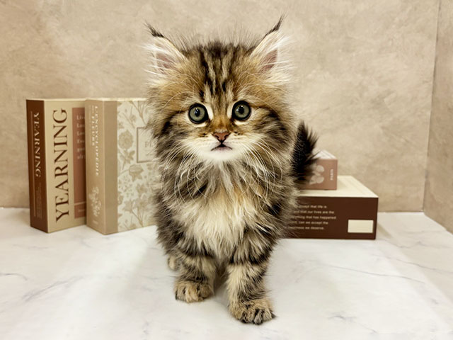 奈良県のサイベリアン (ペッツファースト橿原店/2025年11月6日生まれ/女の子/ブラウンタビー)の子猫の1枚目の画像