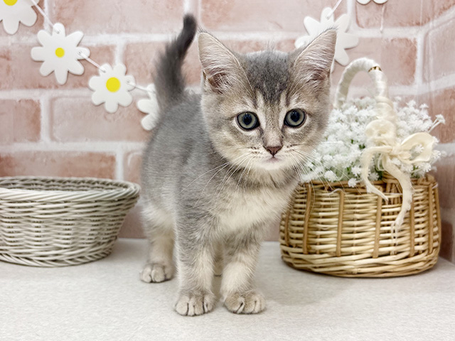 東京都のブリティッシュショートヘアー (ペッツファーストお台場店/2025年11月6日生まれ/女の子/ブルーゴールデン)の子猫の1枚目の画像