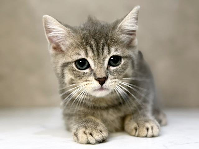 東京都のブリティッシュショートヘアー (ペッツファーストららぽーと立川立飛店/2025年11月6日生まれ/男の子/ブルータビー)の子猫の1枚目の画像