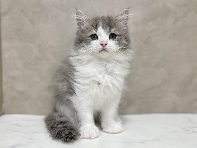 東京都のサイベリアン (ペッツファースト池袋店/2025年11月4日生まれ/女の子/ブルータビーホワイト)の子猫の1枚目の画像