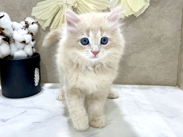 兵庫県のサイベリアン (ペッツファースト神戸三宮センター街店/2025年11月5日生まれ/男の子/クリームタビー)の子猫の1枚目の画像