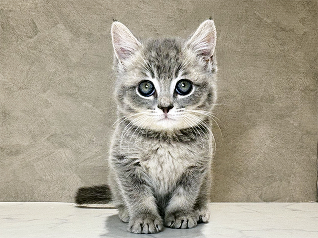 東京都のブリティッシュショートヘアー (ペッツファースト神楽坂店/2025年11月5日生まれ/男の子/ブルーゴールデン)の子猫の1枚目の画像