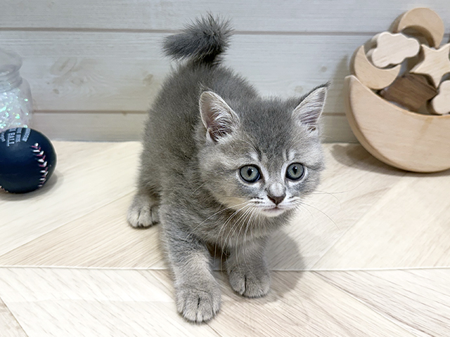 ブリティッシュ