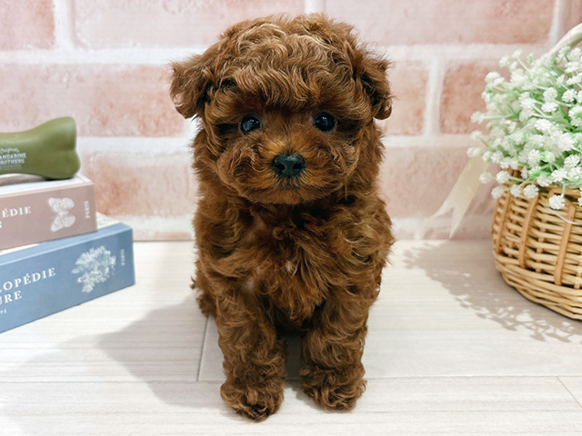 東京都のトイプードル(タイニー) (ペッツファースト自由が丘店/2025年11月5日生まれ/男の子/レッド)の子犬の1枚目の画像