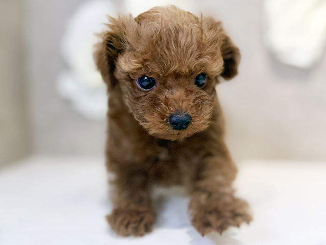 トイプードル