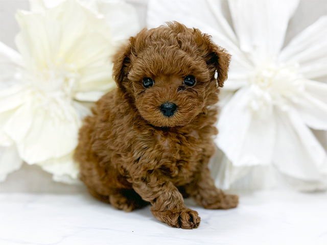 東京都のトイプードル(タイニー) (ペッツファースト恵比寿店/2025年11月6日生まれ/男の子/レッド)の子犬の1枚目の画像