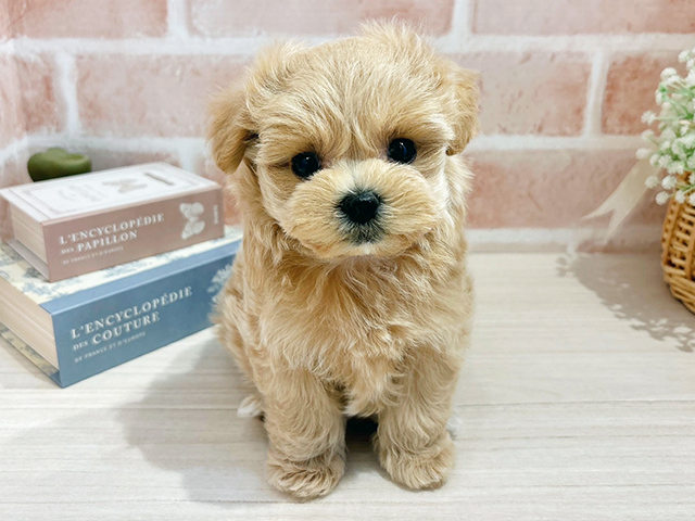 東京都のマルプー(マルチーズ×プードル) (ペッツファースト自由が丘店/2025年11月4日生まれ/女の子/アプリコット)の子犬の1枚目の画像