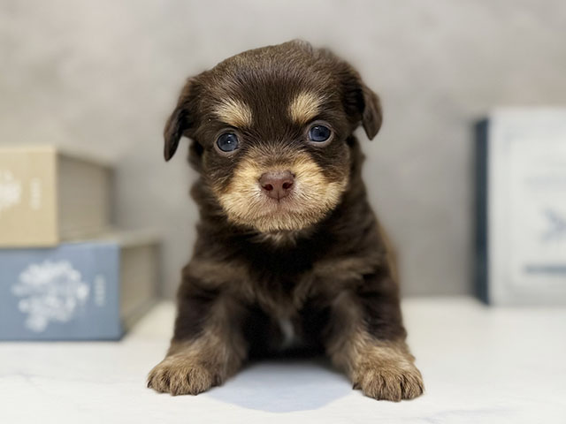 埼玉県のチワックス(チワワ×ダックス) (ペッツファースト川口店/2025年11月6日生まれ/男の子/チョコレートタン)の子犬