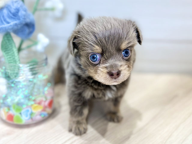 大阪府のチワックス(チワワ×ダックス) (ペッツファーストららぽーと門真店/2025年11月4日生まれ/男の子/イザベラタン)の子犬の1枚目の画像