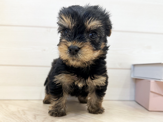 東京都のヨークシャーテリア (ペッツファースト麻布十番店/2025年11月5日生まれ/女の子/スチールブルータン)の子犬
