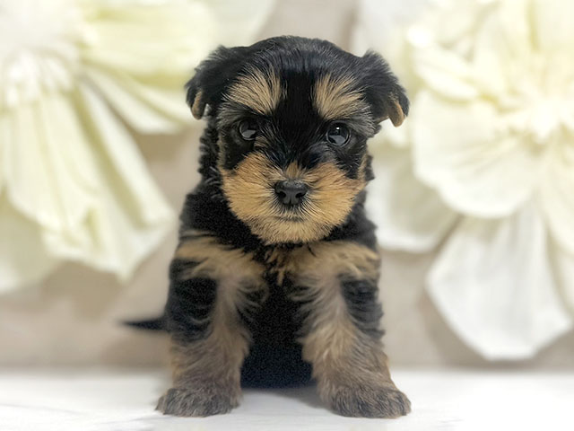 東京都のヨークシャーテリア (ペッツファースト原宿店/2025年11月5日生まれ/女の子/スチールブルータン)の子犬の1枚目の画像