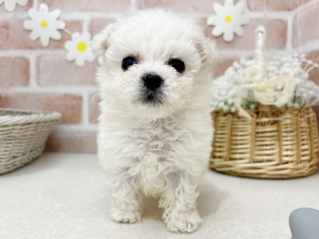 ビションフリーゼ