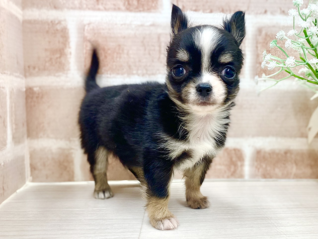 埼玉県のチワワ(ロング) (ペッツファースト川越店/2025年11月6日生まれ/男の子/ブラックタンホワイト)の子犬の1枚目の画像