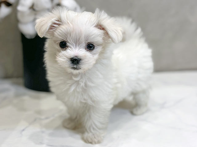 愛知県のマルチーズ (ペッツファースト名古屋栄店/2025年11月6日生まれ/男の子/ホワイト)の子犬