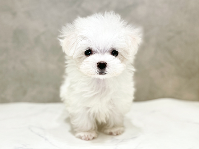 千葉県のマルチーズ (ペッツファーストららぽーとTOKYO-BAY店/2025年11月6日生まれ/女の子/ホワイト)の子犬の1枚目の画像