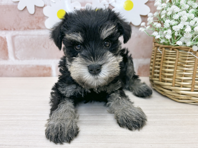 鹿児島県のミニチュアシュナウザー (ペッツファースト鹿児島店/2025年11月6日生まれ/男の子/ブラックシルバー)の子犬の1枚目の画像