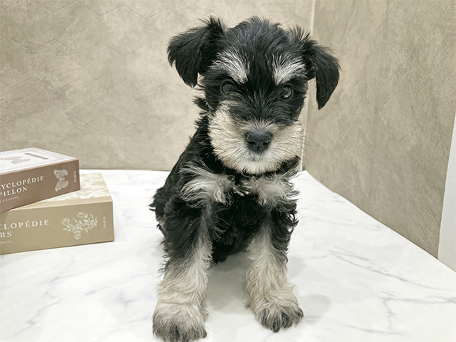 東京都のミニチュアシュナウザー (ペッツファースト晴海店/2025年11月6日生まれ/女の子/ブラックシルバー)の子犬
