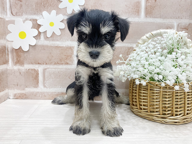 福岡県のミニチュアシュナウザー (ペッツファースト筑紫野店/2025年11月6日生まれ/女の子/ブラックシルバー)の子犬の1枚目の画像