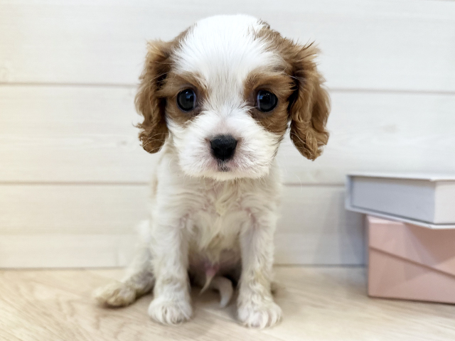 東京都のキャバリアキングチャールズスパニエル (ペッツファースト麻布十番店/2025年11月6日生まれ/男の子/ブレンハイム)の子犬
