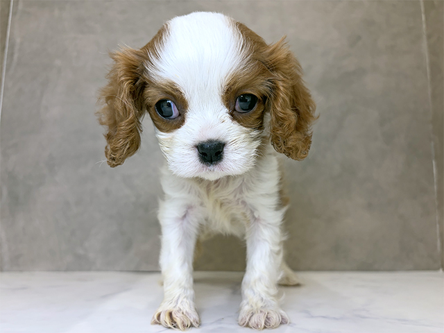 キャバリアキングチャールズスパニエル