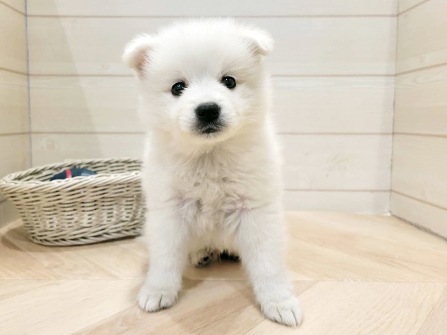 埼玉県の日本スピッツ (ペッツファーストカインズ浦和美園店/2025年11月6日生まれ/男の子/ホワイト)の子犬