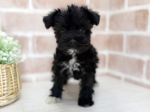 福岡県のミニチュアシュナウザー (ペッツファースト直方店/2025年11月6日生まれ/女の子/ブラックホワイト)の子犬の1枚目の画像