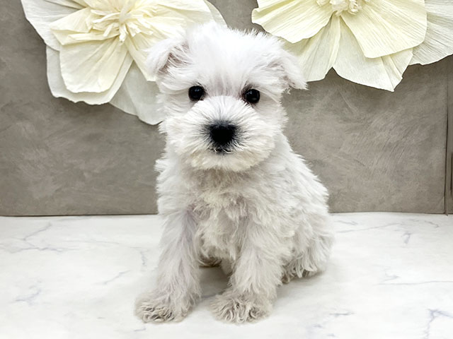 神奈川県のミニチュアシュナウザー (ペッツファースト久里浜店/2025年11月6日生まれ/女の子/ホワイト)の子犬の1枚目の画像