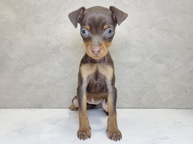 埼玉県のミニチュアピンシャー (ペッツファーストPETEMOレイクタウンmori店/2025年11月3日生まれ/女の子/チョコレートタン)の子犬の1枚目の画像