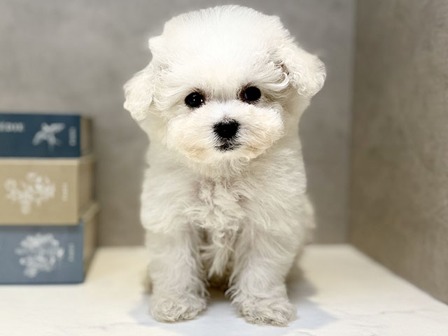 埼玉県のハーフ犬・ミックス犬 (ペッツファースト川口店/2025年11月6日生まれ/男の子/ホワイト)の子犬の1枚目の画像