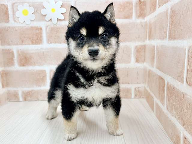 埼玉県の豆柴 (ペッツファースト川越店/2025年11月6日生まれ/男の子/黒)の子犬の1枚目の画像