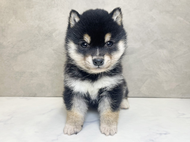 埼玉県の豆柴 (ペッツファーストPETEMOレイクタウンmori店/2025年11月6日生まれ/女の子/黒)の子犬の1枚目の画像