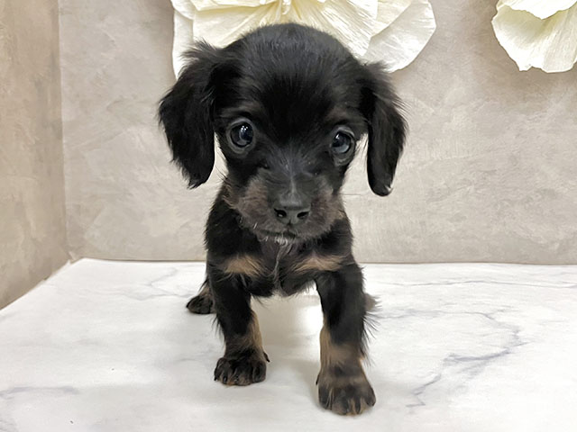 神奈川県のカニンヘンダックスフンド(ロング) (ペッツファースト久里浜店/2025年11月6日生まれ/女の子/ブラックタン)の子犬の1枚目の画像