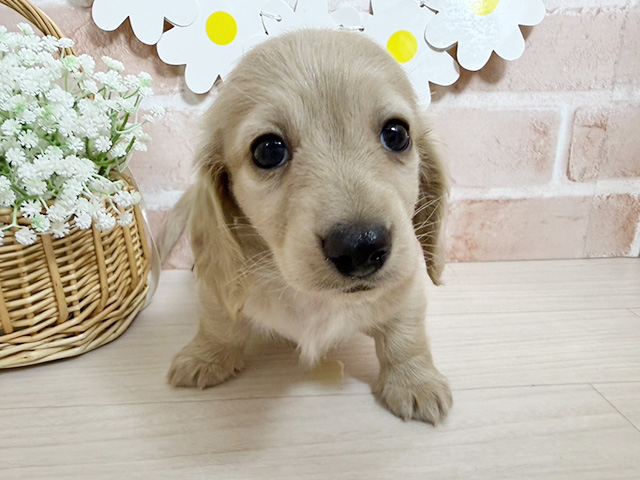 静岡県のミニチュアダックスフンド(ロング) (ペッツファースト富士南店/2025年11月5日生まれ/男の子/イエロー)の子犬の1枚目の画像