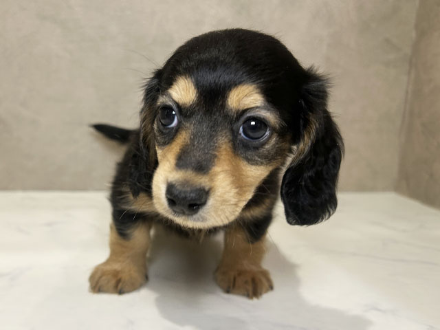 ミニチュアダックスフンド