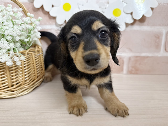 静岡県のミニチュアダックスフンド(ロング) (ペッツファースト富士南店/2025年11月5日生まれ/女の子/ブラックタン)の子犬の1枚目の画像