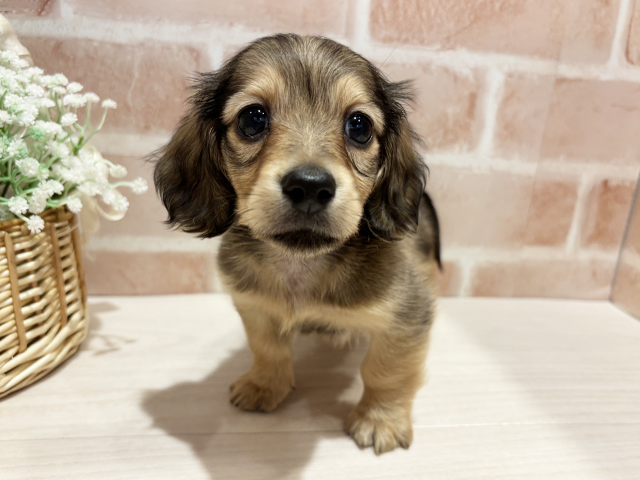 神奈川県のミニチュアダックスフンド(ロング) (ペッツファースト横浜元町店/2025年11月6日生まれ/男の子/シェーデットイエロー)の子犬の1枚目の画像