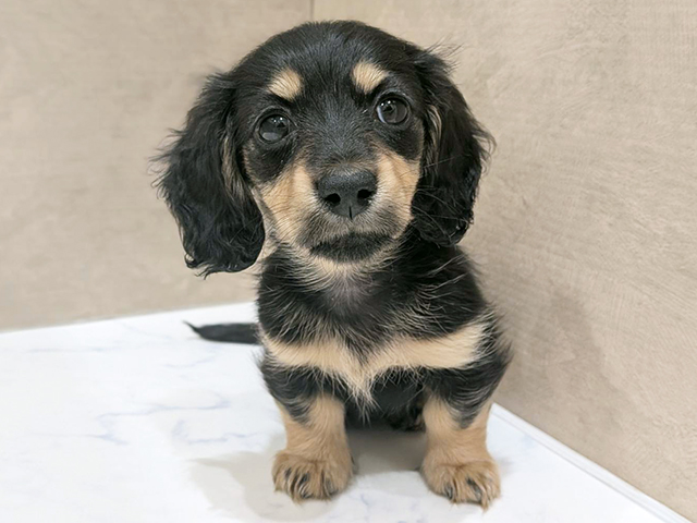 ミニチュアダックスフンド