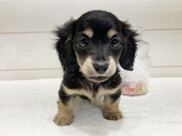 ミニチュアダックスフンド