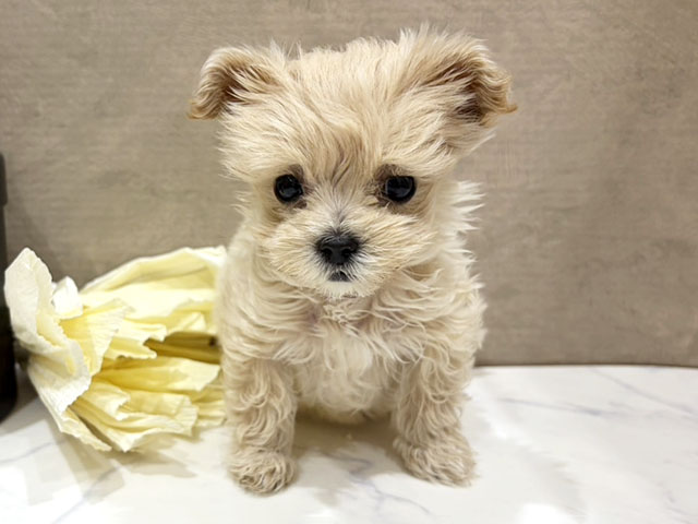 大阪府のマルプー(マルチーズ×プードル) (ペッツファースト難波店/2025年11月6日生まれ/女の子/アプリコット)の子犬の1枚目の画像