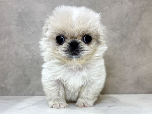 京都府のペキニーズ (ペッツファースト京都四条河原町店/2025年11月6日生まれ/女の子/クリームホワイト)の子犬の1枚目の画像