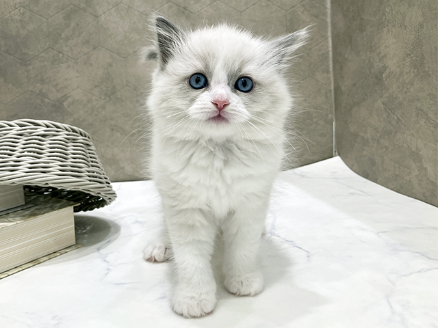 東京都のラグドール (ペッツファースト晴海店/2025年11月6日生まれ/女の子/ブルーポイントバイカラー)の子猫