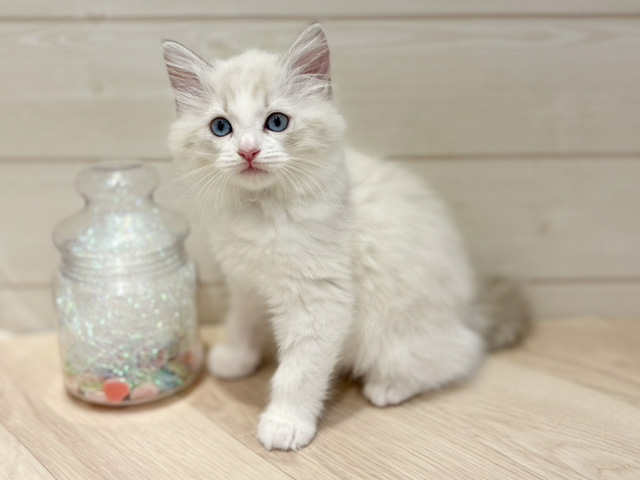 神奈川県のラグドール (ペッツファースト川崎店/2025年11月6日生まれ/女の子/ブルーリンクスポイントバイカラー)の子猫の1枚目の画像